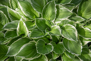  Variegated Hosta Leaves with White Edges in Sunlight