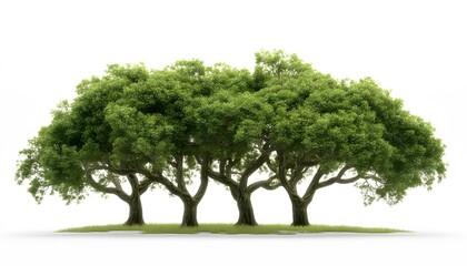 Lush green trees stand in a row against a white background.