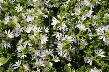 Cluster of White Star-Shaped Flowers with Green Foliage