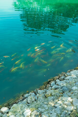Colorful Japan Koi fish swimming in a water garden,Koi Fish swim in pond,fancy carp fish in fresh water on a blue background.