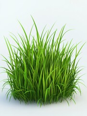 Lush green grass clump, vibrant and fresh, ideal for landscaping or gardening ideas.