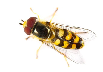 Hoverfly, Hover Fly or flower flies, syrphids isolated on white, Eupeodes fumipennis