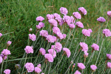 Jolies fleures dans le champ