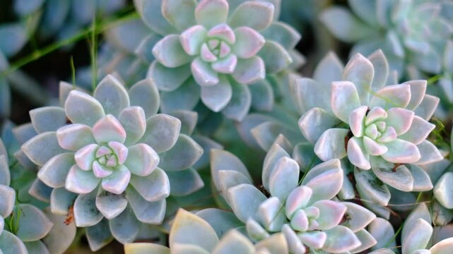A cluster of white flowers with green stems are arranged in a way that they are all facing the same direction. The flowers are small and delicate, with a slightly fuzzy appearance. The stems are green