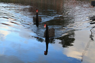 Black Swans swimming on River Adelaide