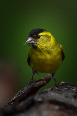Siskin1