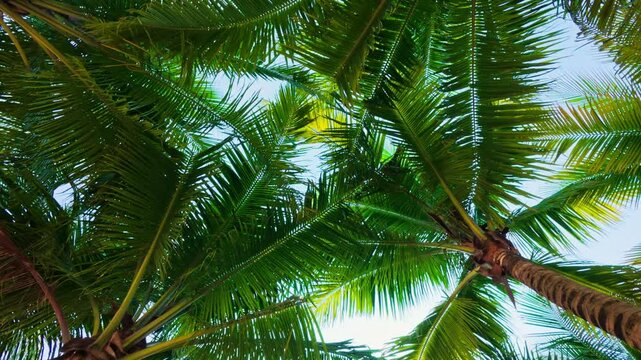 bottom up view tropical themed content palm leaf, palm trees on blue sky background