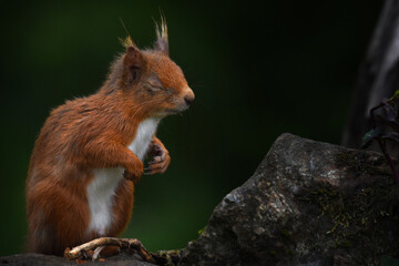 Squirrel3