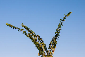 ears of wheat on blue sky background