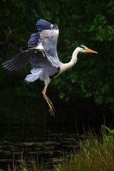 Trossachs Heron2