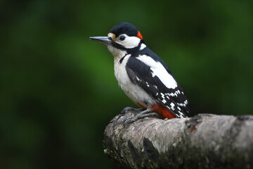 Woodpecker1