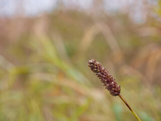 Close-up shot of meadow flowers on a blurred green background