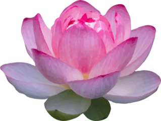  lotus pink flower blooming vector4