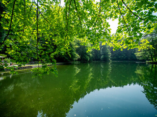 Schöner See im Wald
