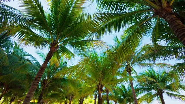 Looking at the sun's rays through the palm trees swaying in the wind in the sunny blue sky
