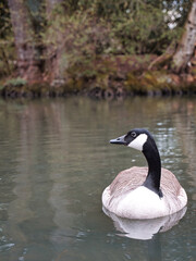 Beautiful shot of Canada goose (Branta canadensis) floating on the lake
