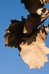 Red leaf and the sky