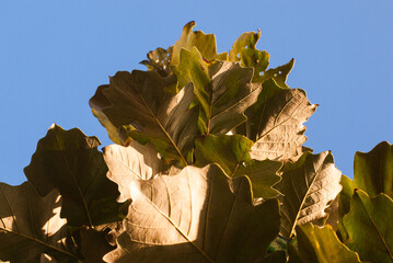 Leaves on the blue sky
