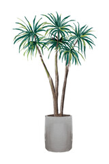 Obraz premium Illustration of palm tree, decorative tree, summer, tropical, hand drawn on white background.