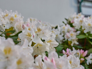 Selective focus shot of white Rhododendron flowers