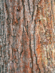 Closeup shot of an old tree bark covered in paint