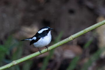 _PAP6816-tp-rawdenoise-crop.dng