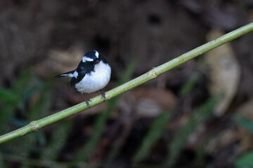 _PAP6822-tp-rawdenoise-crop.dng