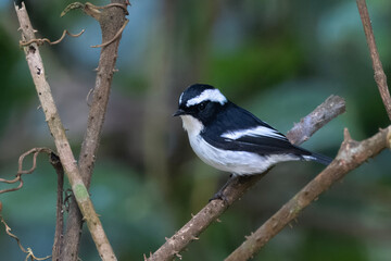 Fototapeta premium _PAP6841-tp-rawdenoise-crop.dng