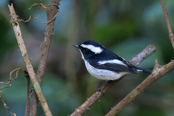 _PAP6845-tp-rawdenoise-crop.dng