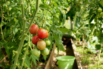 Tomatoes ripening on the vine inside a greenhouse. Organic farming and home gardening ensure a fresh, pesticide-free harvest for a healthy lifestyle