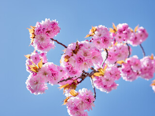 Sakura flowers on blue sky background