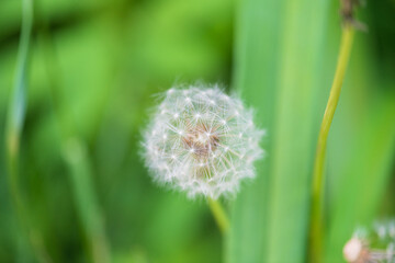Dandelion seed head surrounded by lush green grass in a vibrant garden during a sunny day