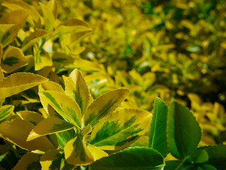 Selective focus shot of yellow euonymus
