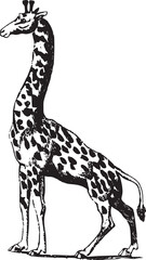 Monochrome Illustration of a Unique Giraffe