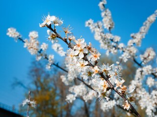 Blossoms of a Prunus Tree are Isolated Against the Blue Sky