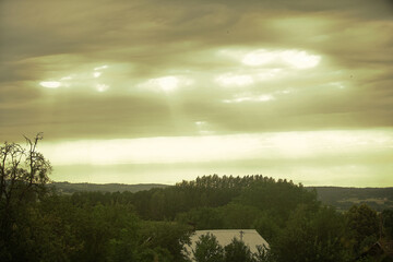 morning in the forest
