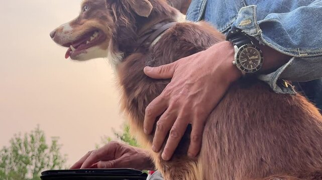 Person is petting a dog while wearing a watch
