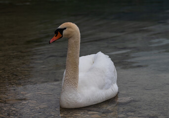 Elegant swan swimming gracefully in calm water at a serene lakeside location during the early...