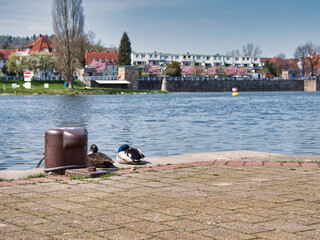 Drake and a hen mallard ducks on paved waterside ground in the city of Hameln near the River Wesen