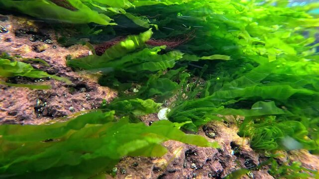 Green algae Enteromorpha intestinalis and small mollusks Mollusk Theodoxus on rocks near the shore in the Black Sea, underwater landscape