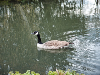 Beautiful shot of Canada goose (Branta canadensis) floating on the lake