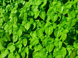 Pattern picture of leaves on a sunny day with a rich green color