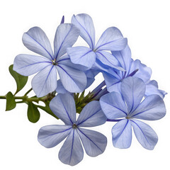 Plumbago flowers cluster isolated on transparent background