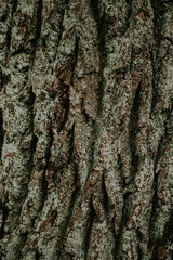 tree bark texture