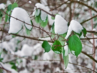 Selective focus shot of green leaves on its branch covered with snow in winter