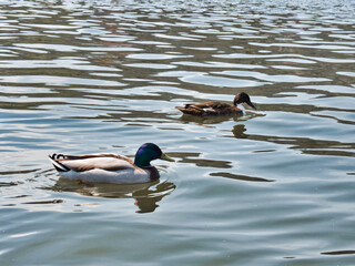 Male and female mallard ducks swimming in a calm lake