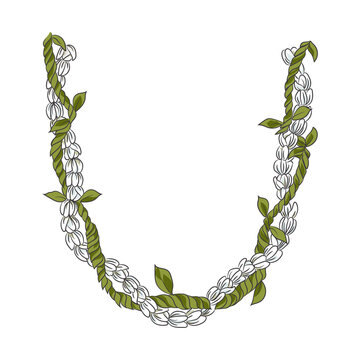 necklace Hawaiian Lei flower illustration hand drawing  