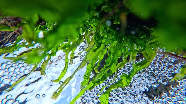 Underwater view from the bottom up, Green algae Enteromorpha intestinalis on rocks near the shore in the Black Sea, underwater landscape
