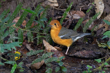 _PAP6747-tp-rawdenoise-crop.dng