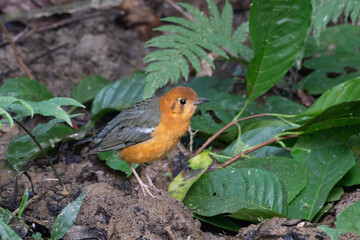 orange-headed thrush or Geokichla citrina seen in Karimganj, Assam, India